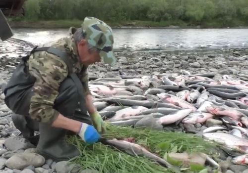 Колымские оленеводы еще летом заготавливают рыбу на долгую северную зиму